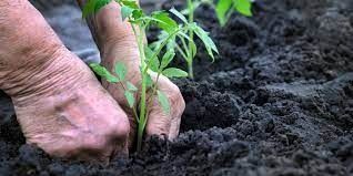 Running Farms 2,000,000 sqft for Long Term Lease in Al Aweer  | RGEstate UAE