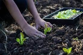 Running Farms 2,000,000 sqft for Long Term Lease in Al Aweer  | RGEstate UAE