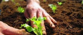 Running Farms 2,000,000 sqft for Long Term Lease in Al Aweer  | RGEstate UAE